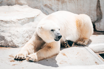 lazy polar bear resting at zoo