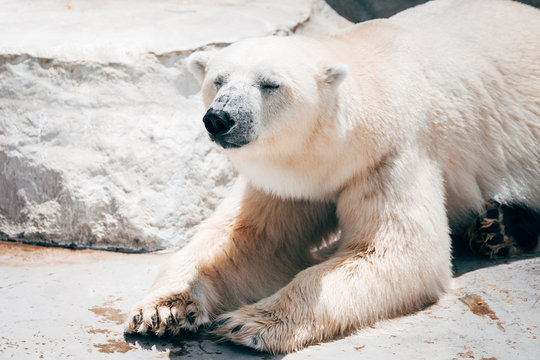 lazy polar bear resting at zoo