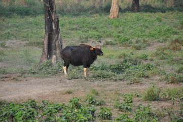 Bison in the jungle