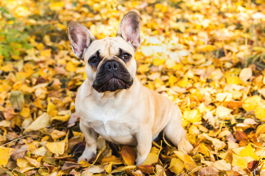 Portrait of a French bulldog of fawn color against the background of autumn leaves and grass
