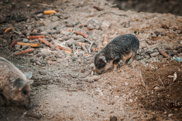 Little wild pig searching food