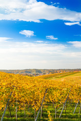 Fototapeta premium Croatia, Daruvar, colorful autumn landscape and vineyard, panoramic view