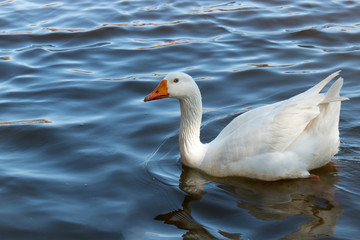 Beautiful white goose swimming in water