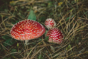 Amanita Muscaria, poisonous mushroom. Red mushroom