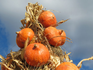 Thanksgiving day decoration, autumn harvest. Corn sheaf with orange pumpkins against the blue sky and white clouds