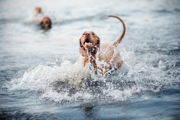 Beautiful dog Vizsla shakes off in the water