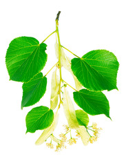 Fototapeta premium Several inflorescence with flowers and buds, leaves of the linden on the branch closeup on a white background. Save work path.