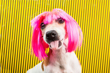Pup with toungue. bully upbringing dogs. Dog in pink background and wig