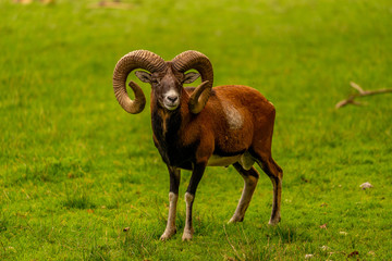 Mouflon in the green field