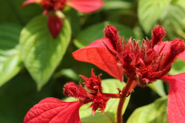 red flower in garden