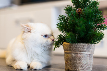 Cat with Christmas tree