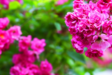 Blooming orangery begonia