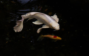 White Koi swimming in a pond