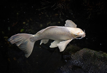 Large white Koi swimming in a pond