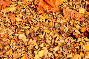 Dry autumn leaves in red, orange and brown colors. Close-up. Background