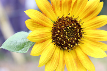 Macro Yellow Sunflower