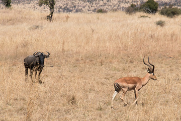 Blue Wildebeest and Impala buck grazing in the field