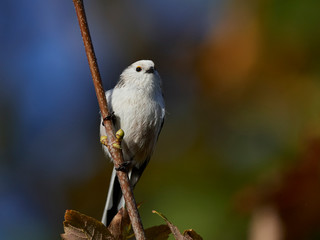 Long-tailed tit (Aegithalos caudatus)