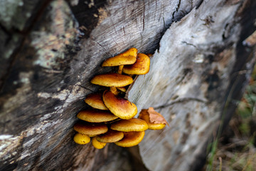 Oranger Pilz
