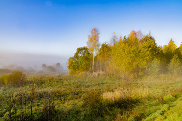 autumn fog vivid and colorful a beautiful morning, the trees with yellow leaves in the open air