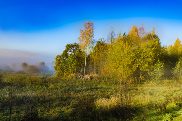 autumn fog vivid and colorful a beautiful morning, the trees with yellow leaves in the open air