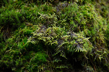 Obraz premium the natural background - moss