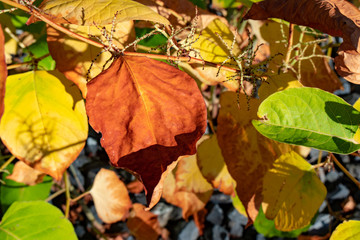 Farbenfrohe Nahaufnahme Makro von Herbstlaub