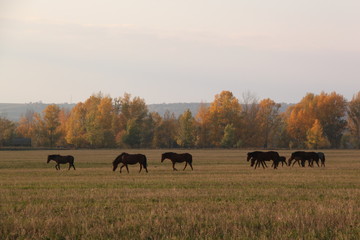Group of four young horses moving on pasture in autumn