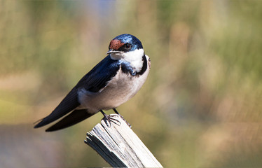 Swallow outdoors in the wild sunbathing