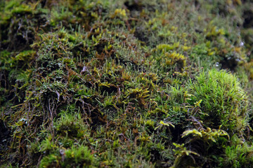 the natural background - moss