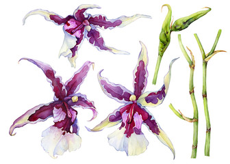 Set of blossoming tropical pink flower orchid Aliceara (Beallara) Peggy Ruth Carpenter "Morning Joy". Hand drawn watercolor painting illustration isolated on a white background. © arxichtu4ki