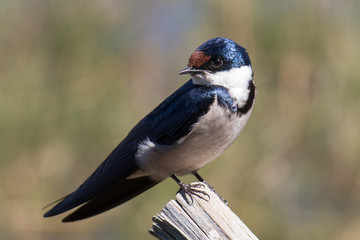 Close up portrait of a Swallow in the sun