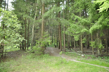path in the forest