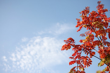 mountain ash against the blue sky with clouds