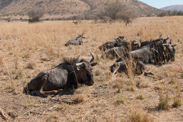 Blue Wildebeest grazing in the dry field