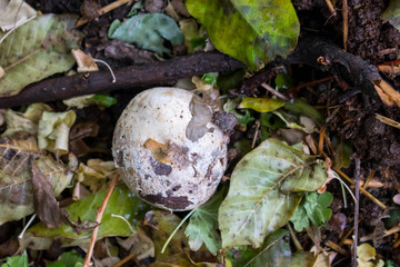 mushroom rain cover has the shape of a ball grows to large sizes edible for design
