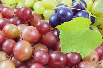tasty grapes branch