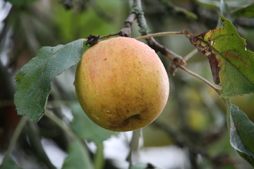 reifer Boskopfapfel am Baum