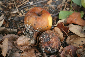 faule Äpfel - ver dorbene Äpfel