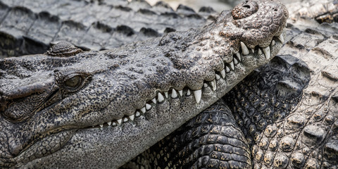 Close up of saltwater crocodile face with teeth. Phuket zoo, Thailand