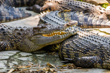 Saltwater crocodiles in the Phuket zoo, Thailand.