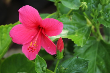 pink flower in the garden