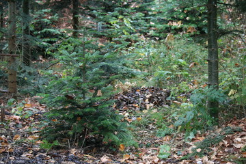 Obraz premium Weihnachtsbaum im Wald selbst schlagen