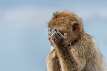 Monkey portrait