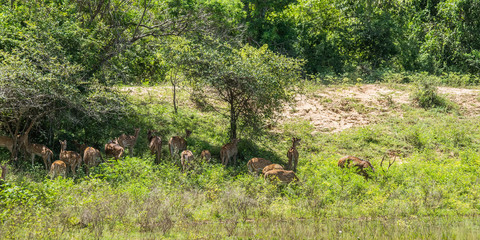 A herd of Sri Lankan axis deer (Axis axis ceylonensis), or Ceylon spotted deers, under the trees. Jungle of Yala national park, Sri Lanka.