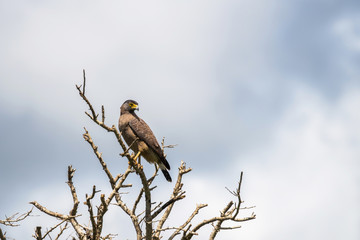 Crested Serpent Eagle (Spilornis cheela) perched on a drought tree branch against cloudy sky