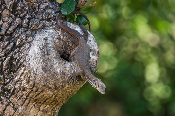 Land Monitor (Varanus bengalensis) sitting at tree trunk