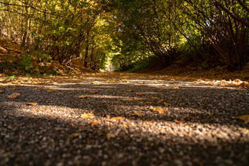 Waldweg mit herabgefallenem Laub. Der wunderbare Herbst mit wunderschönen Farben und Licht und Schatten