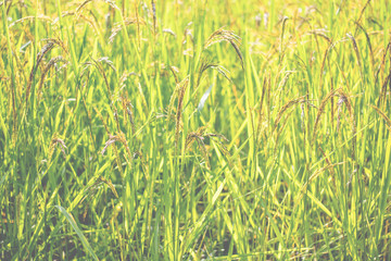 Closeup view of rice paddy in the rice terraces of Thailand,Harvest season of rice nature food background.Organic farm in Asian of Thai people.Blur  style.