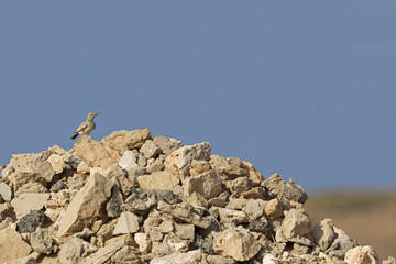 A greater hoopoe-lark (Alaemon alaudipes) perched on a big rock in the daytime on the island of Cape verde Africa.